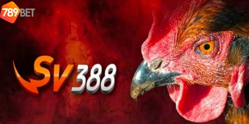 Trải Nghiệm Cược Đá Gà Sv388 Cùng Không Khí Sôi Động 4 Bạn nên tìm hiểu kỹ về từng con gà trước khi đặt cược