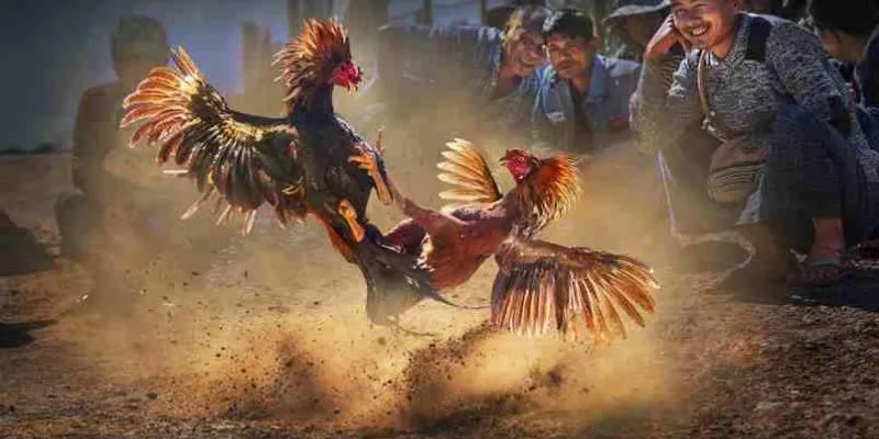 Đá Gà Cựa Sắt Kubet - Đỉnh Cao Trận Đấu Sắt Đá 3 Luật lệ đá gà có bản nhất