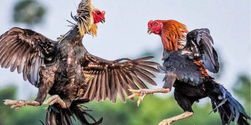 Đá Gà Cựa Sắt Kubet - Đỉnh Cao Trận Đấu Sắt Đá 4 Quy định trong các ván cược đá gà