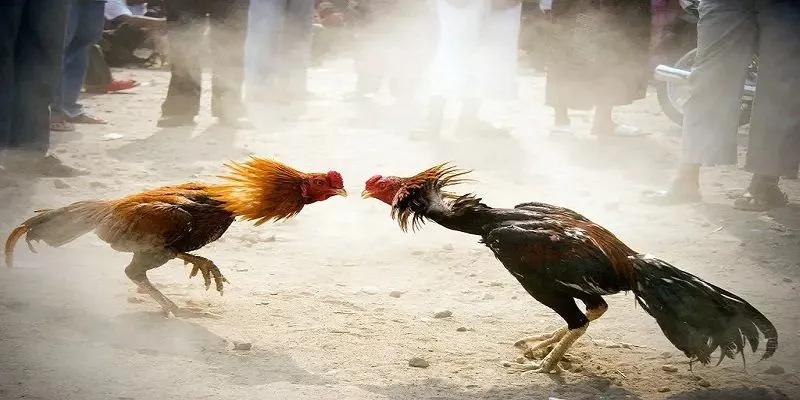 Đá Gà Cựa Sắt Kubet - Đỉnh Cao Trận Đấu Sắt Đá 2 Khám phá đá gà cựa sắt