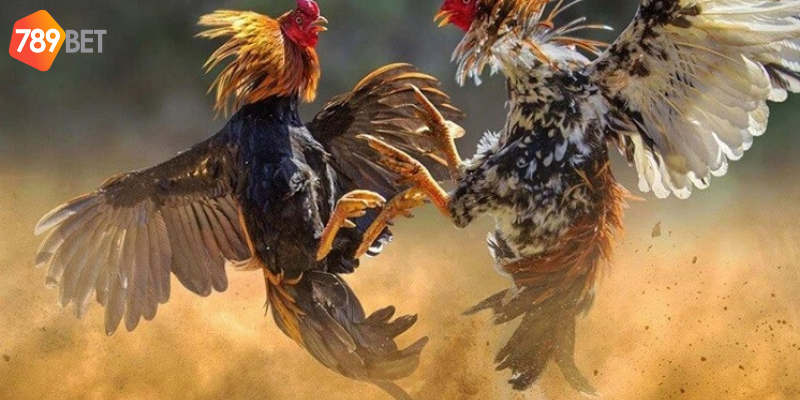 Đá Gà Cựa Kim, Chiến Thắng Nhanh Chóng Trên 789bet 4 Thông tin kịp thời và hệ thống hỗ trợ tốt